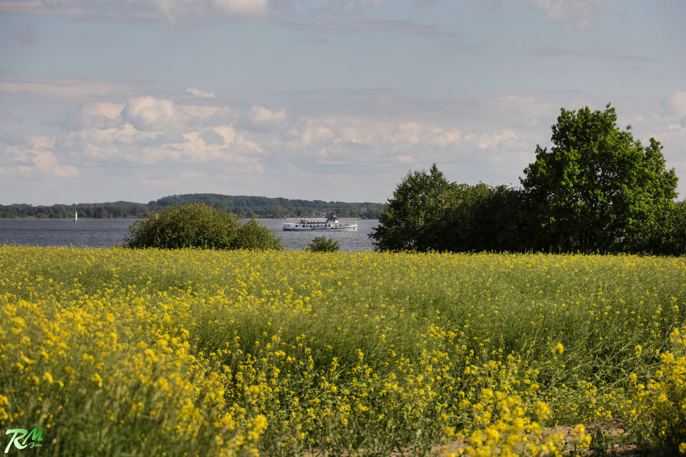 Raps mit der Wappen von Schleswig