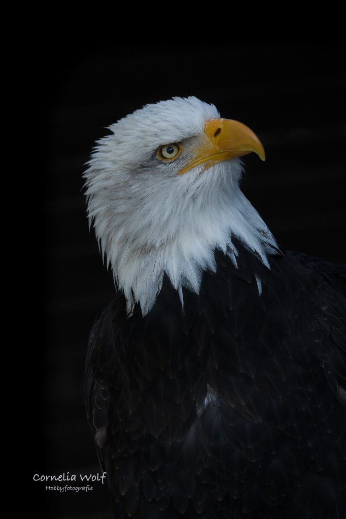 Weißkopfseeadler
