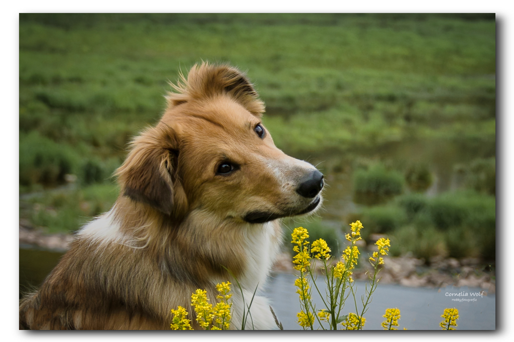 Nele (Eifelhunde)