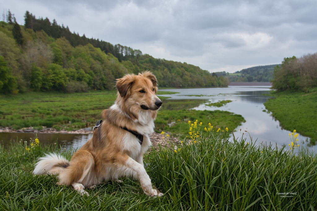 Nele (Eifelhunde)