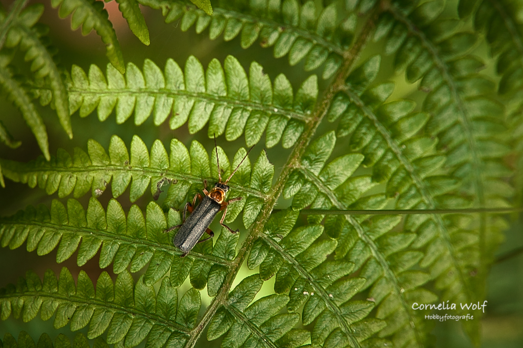 Am Wegesrand