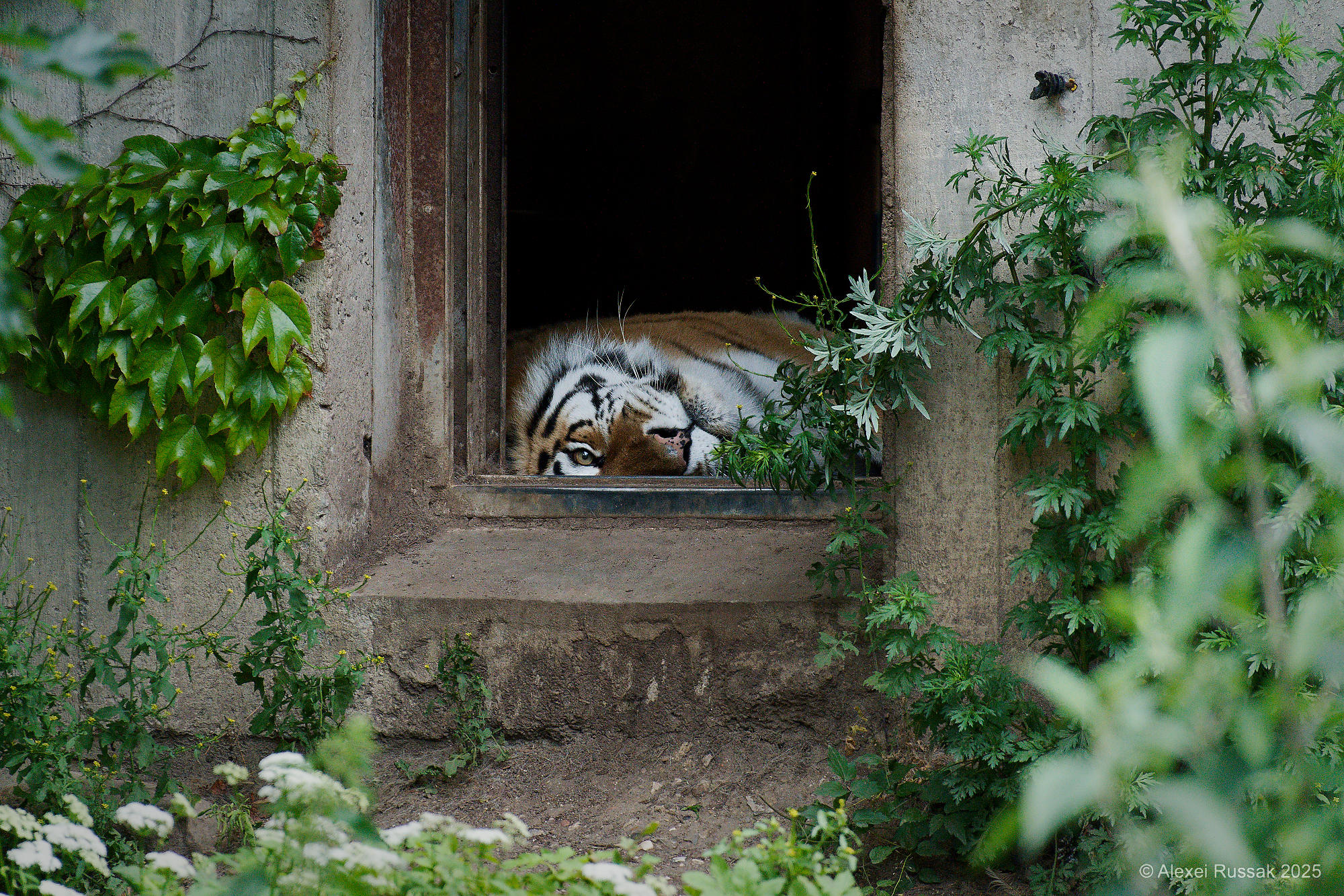 Der Tiger ...