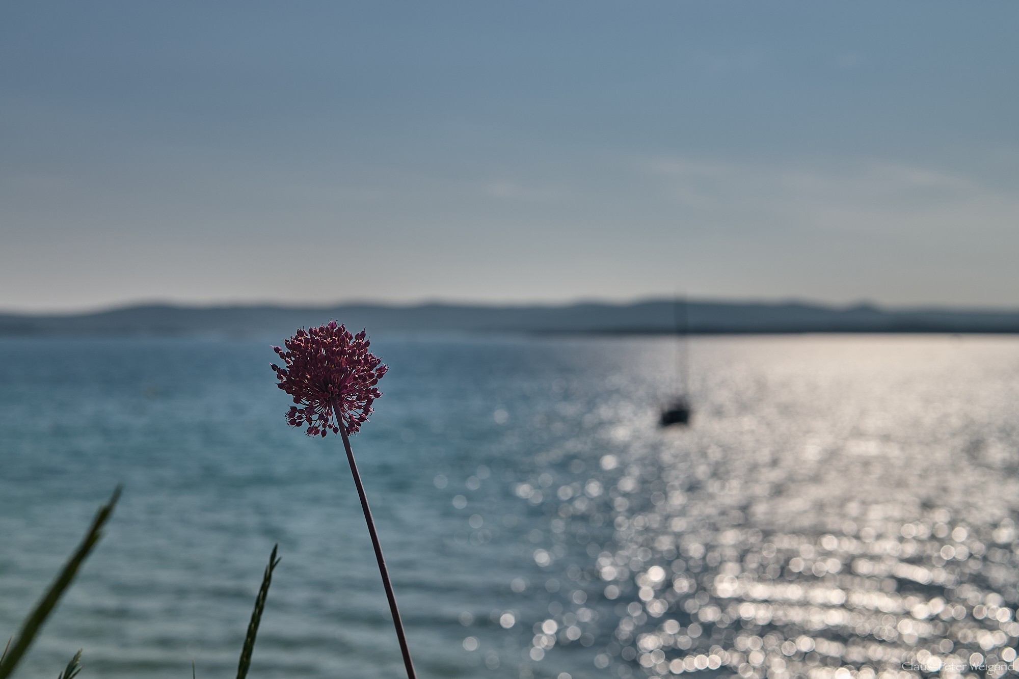 Blume und Meer