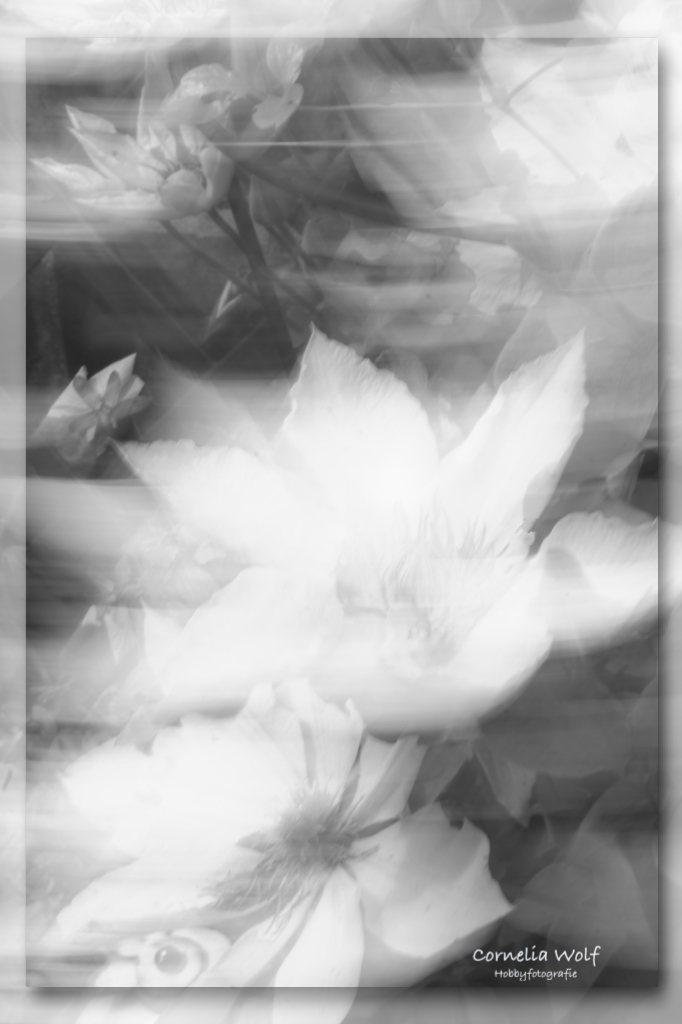 Weiße Blüten ICM