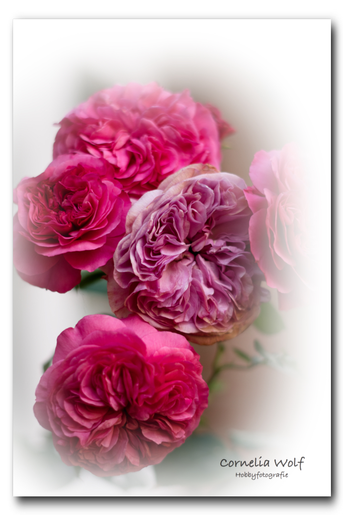 Rosen