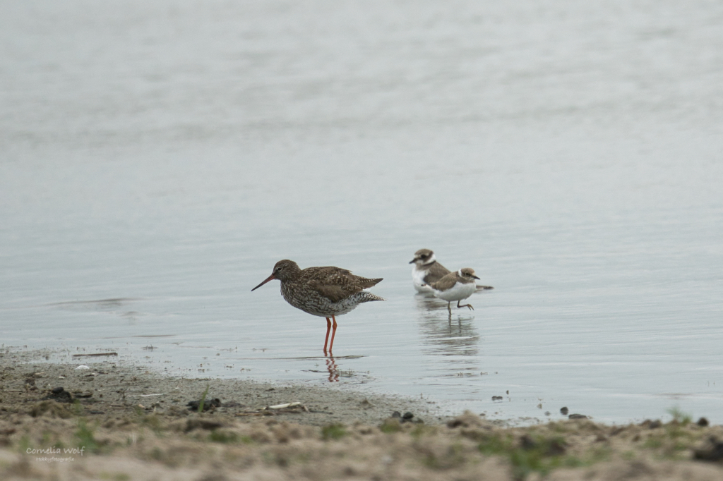 Rotschenkel und Seeregenpfeifer
