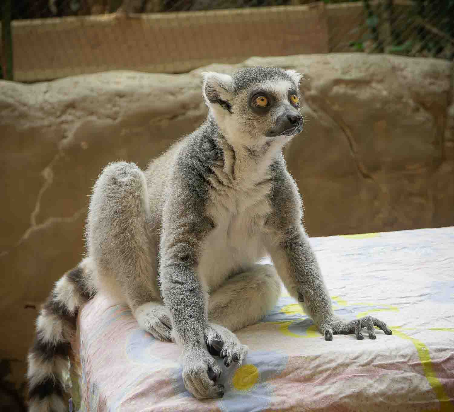 Hagenbeck 3