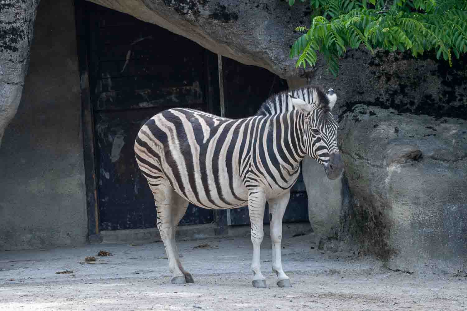 Hagenbeck 1