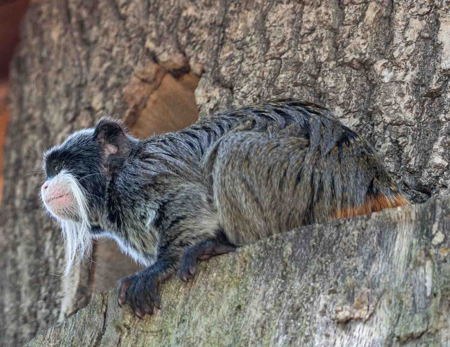 Hagenbeck 2