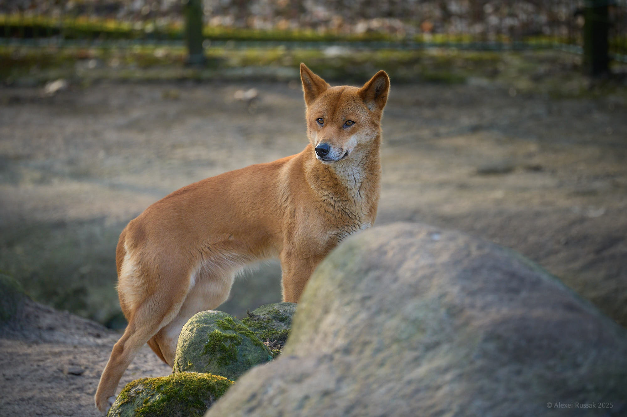 Dingo