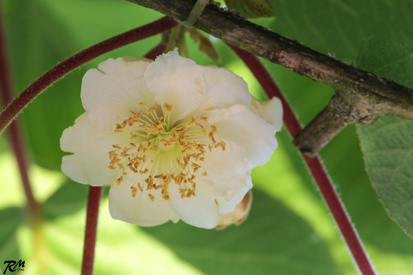 Kiwi Blüte