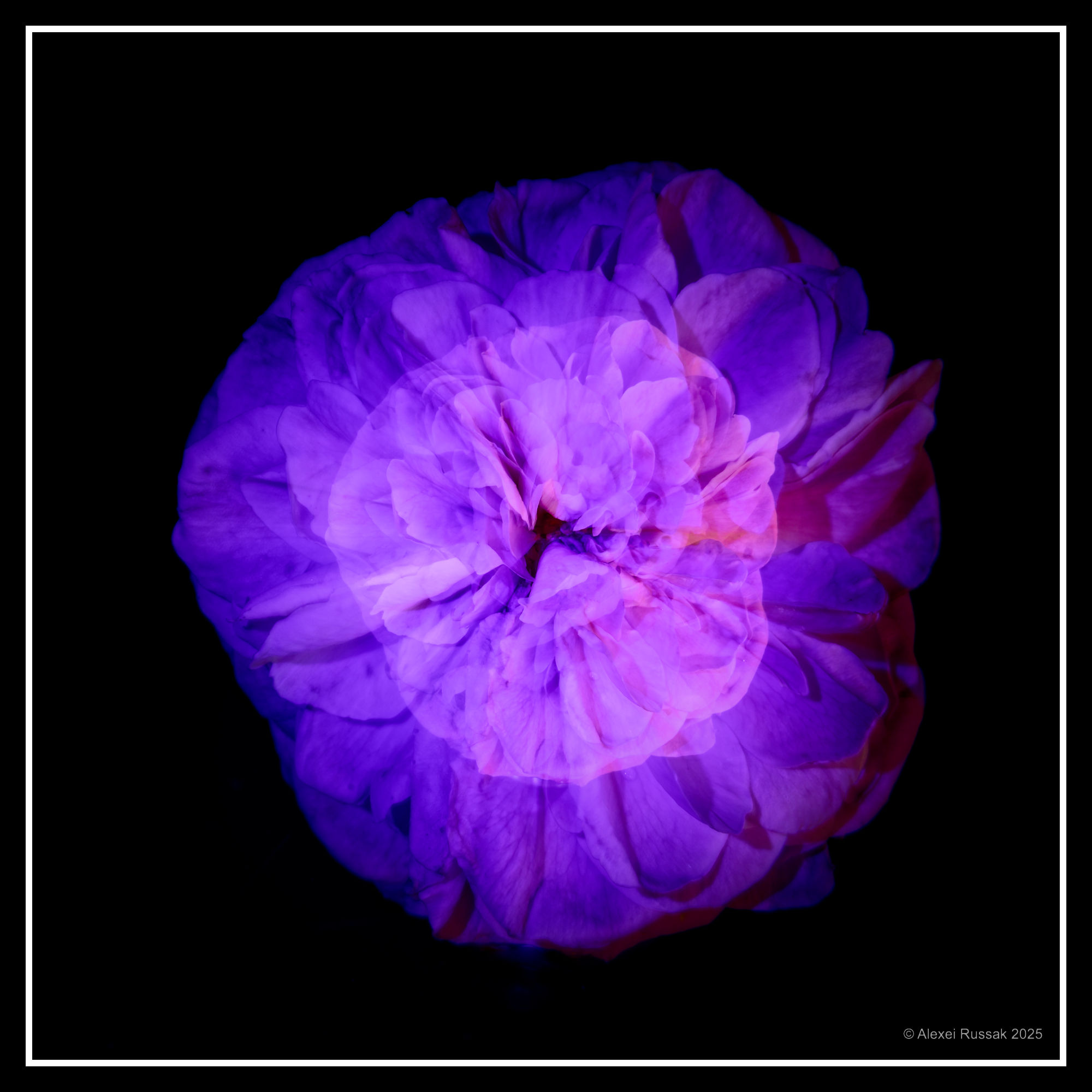 Rosenblüte