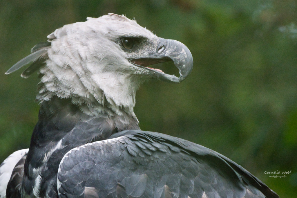 Harpyie, Vogelpark Walsrode