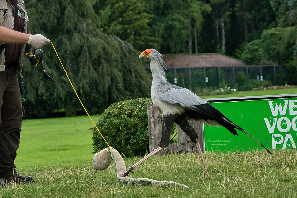 Sekretär beim Töten einer Schlange