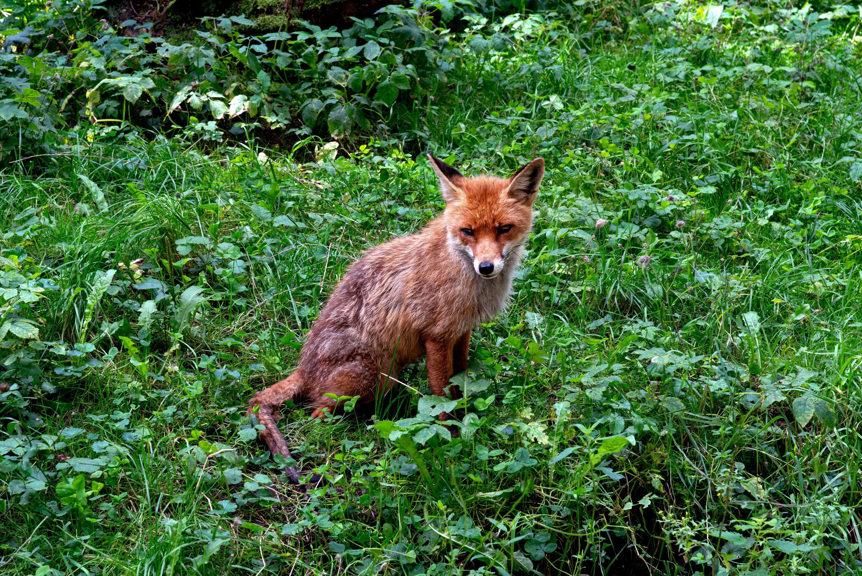 Der Rotfuchs sitzt geduldig