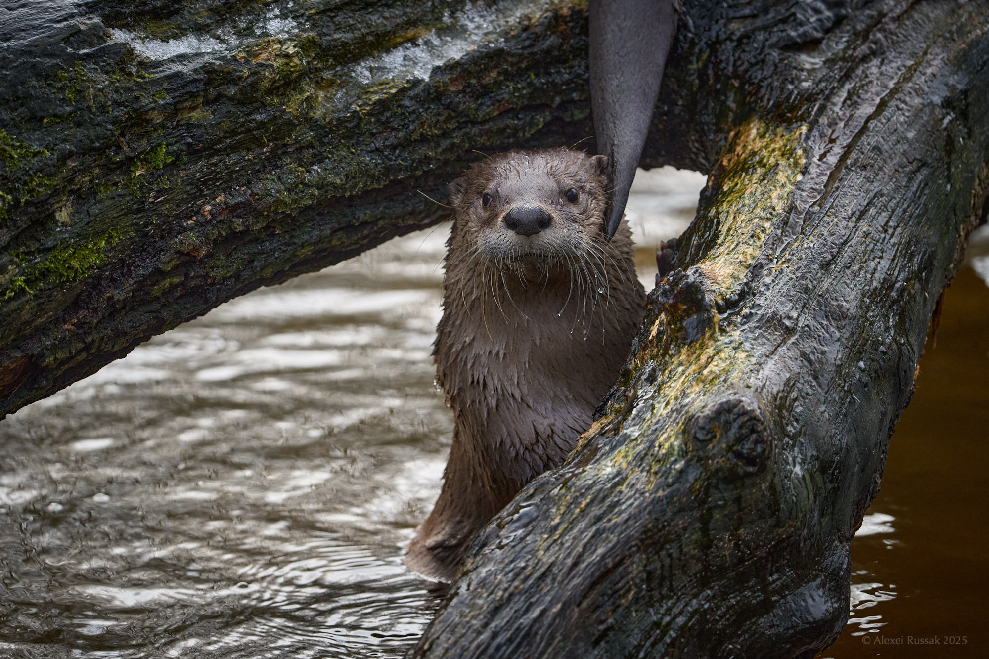 Wenn der andere Otter...