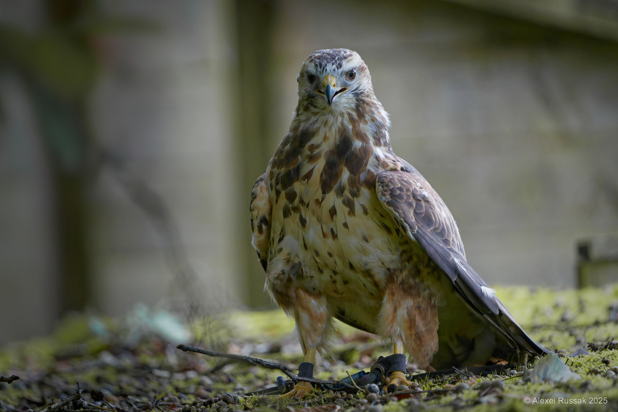 Bussard