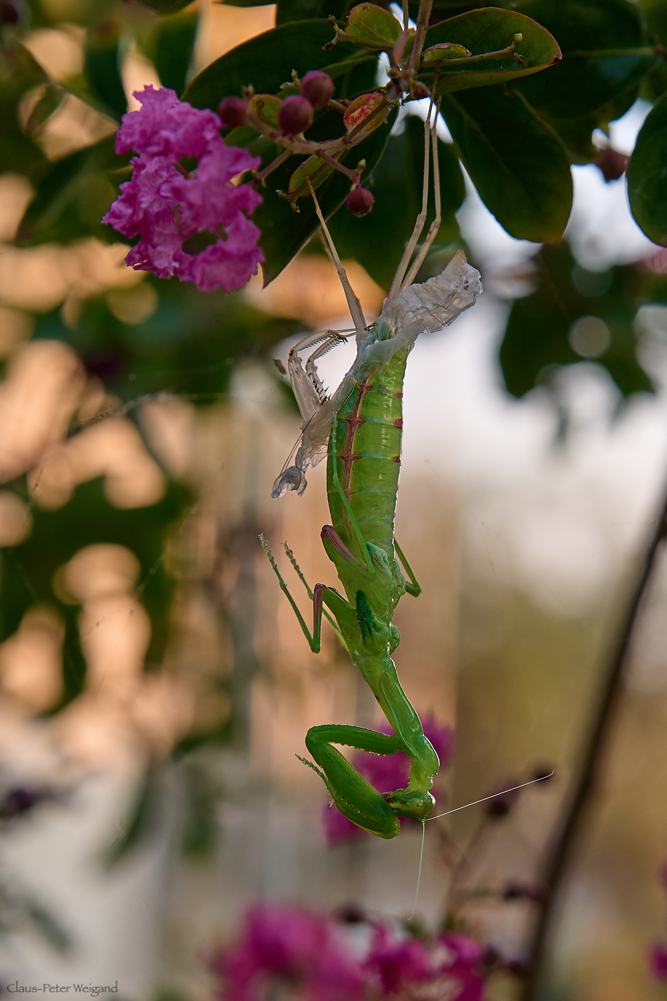 Gottesanbeterin (Mantis Religiosa) bei der Häutung