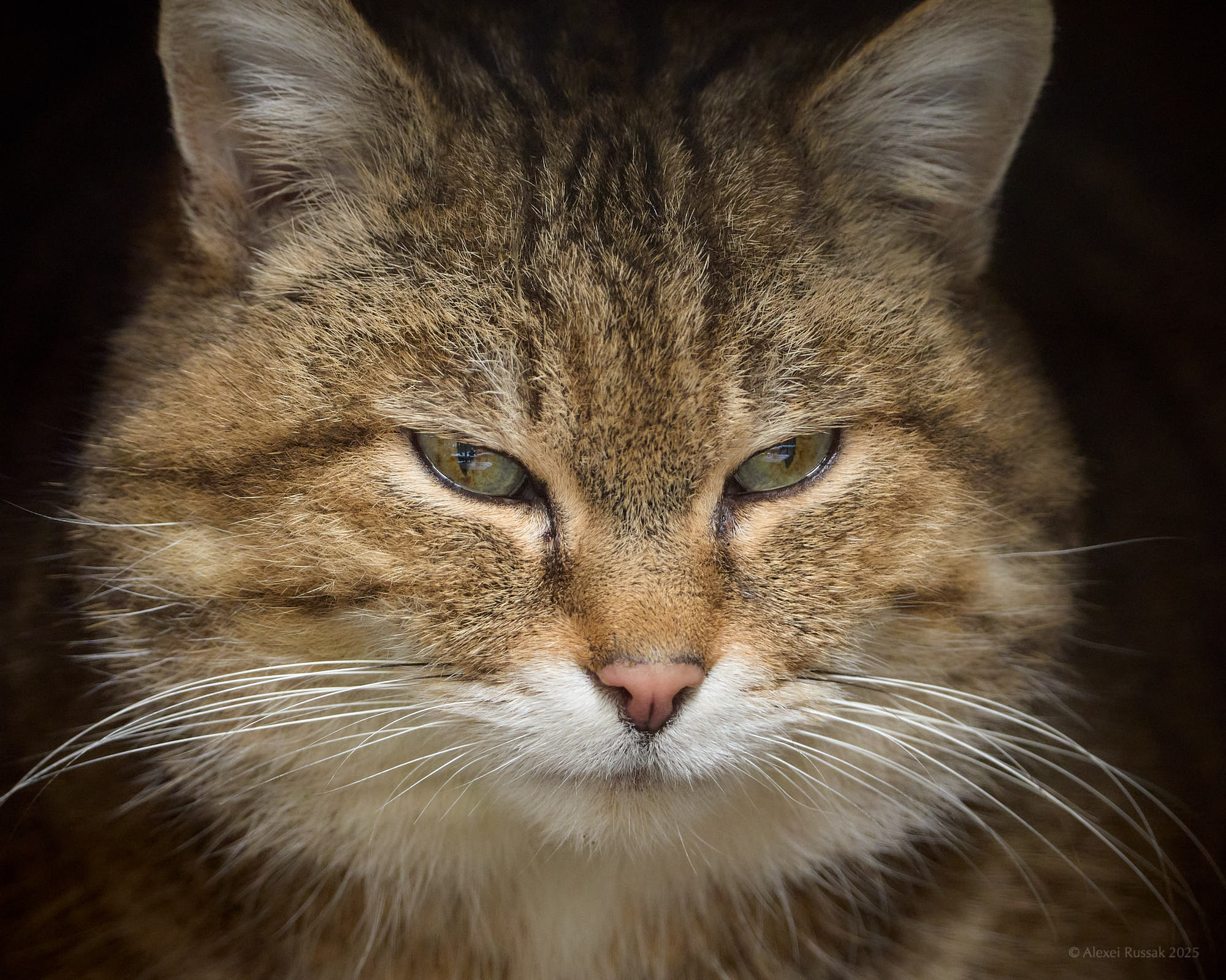 Wildkatze