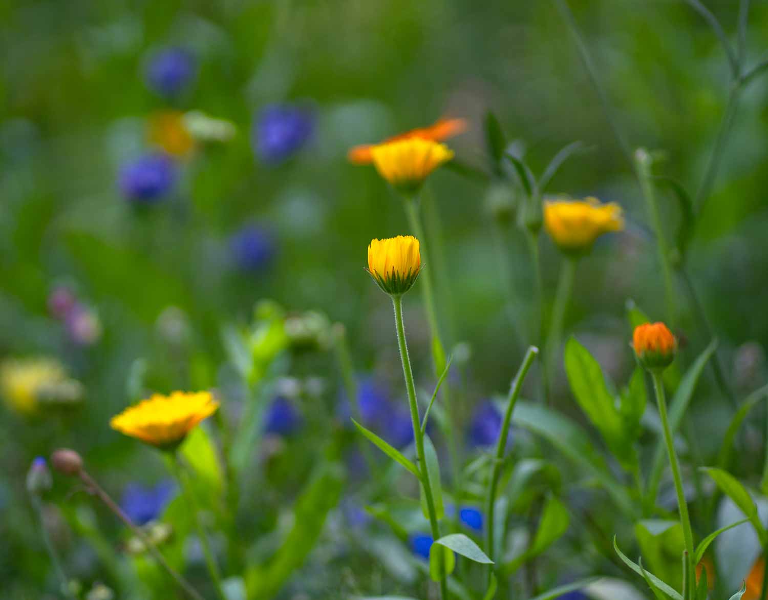 Blumenwiese_