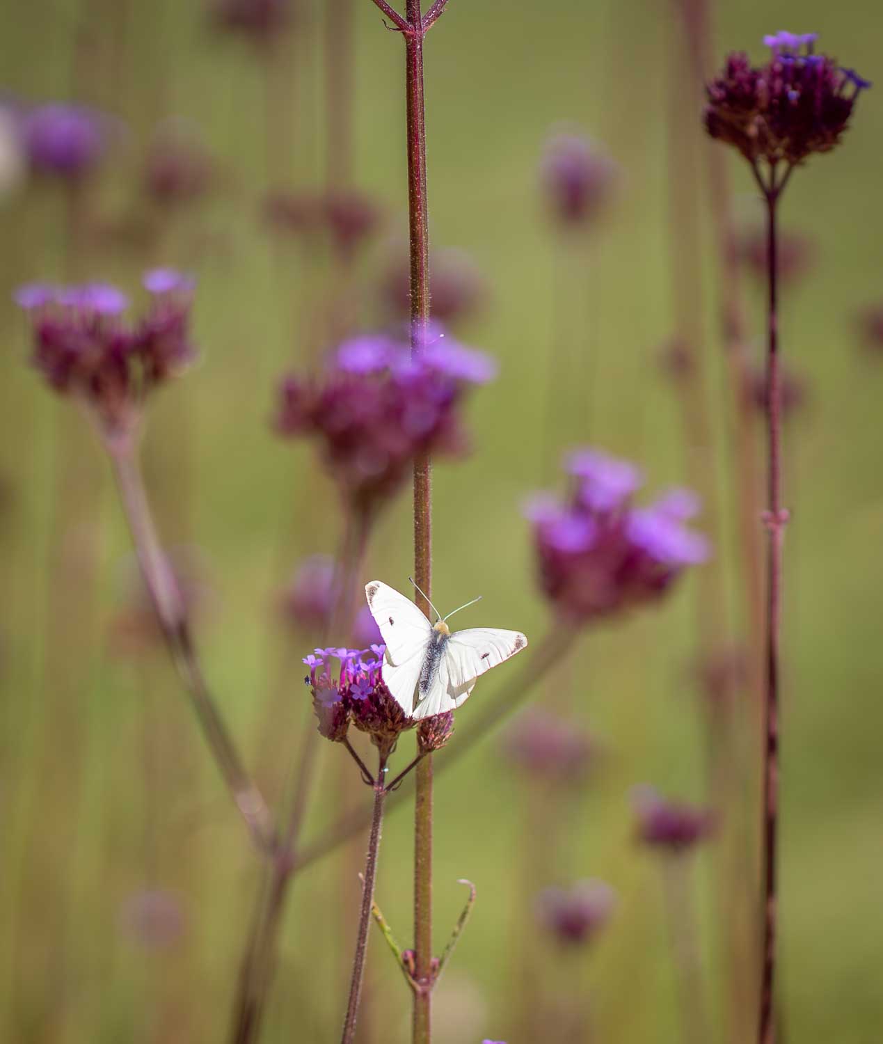 Schmetterling