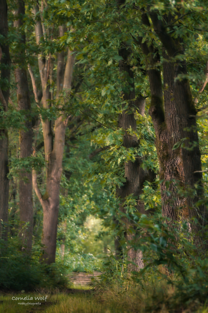 Waldweg