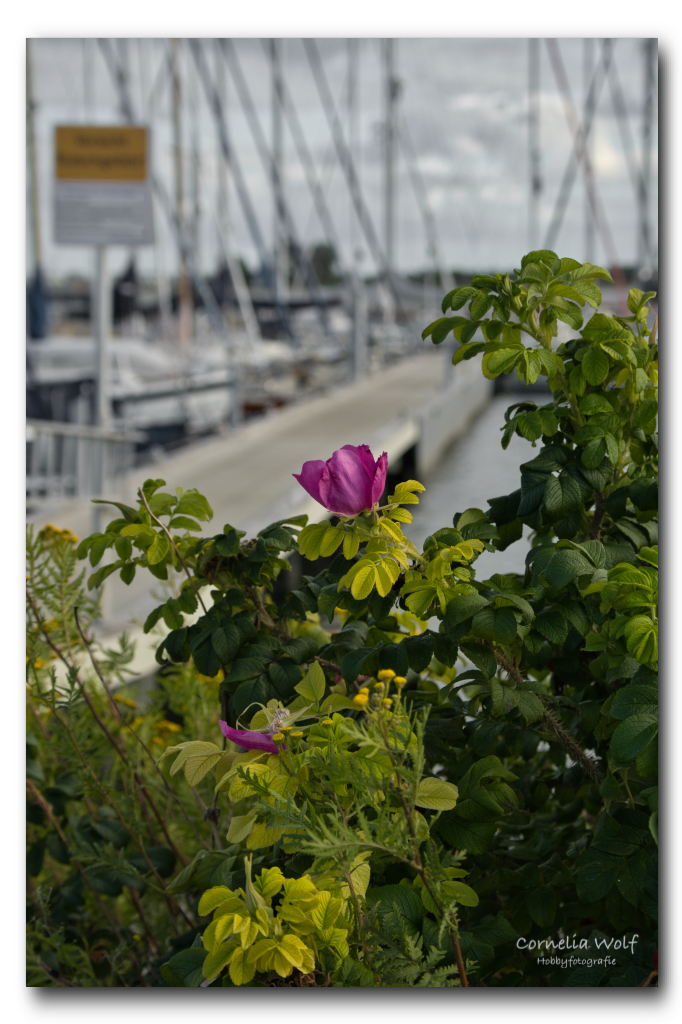Am Hafen