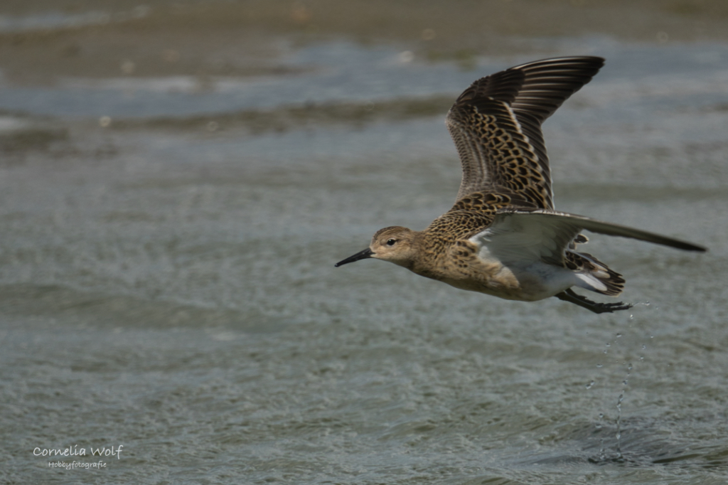 Kampfläufer im Flug