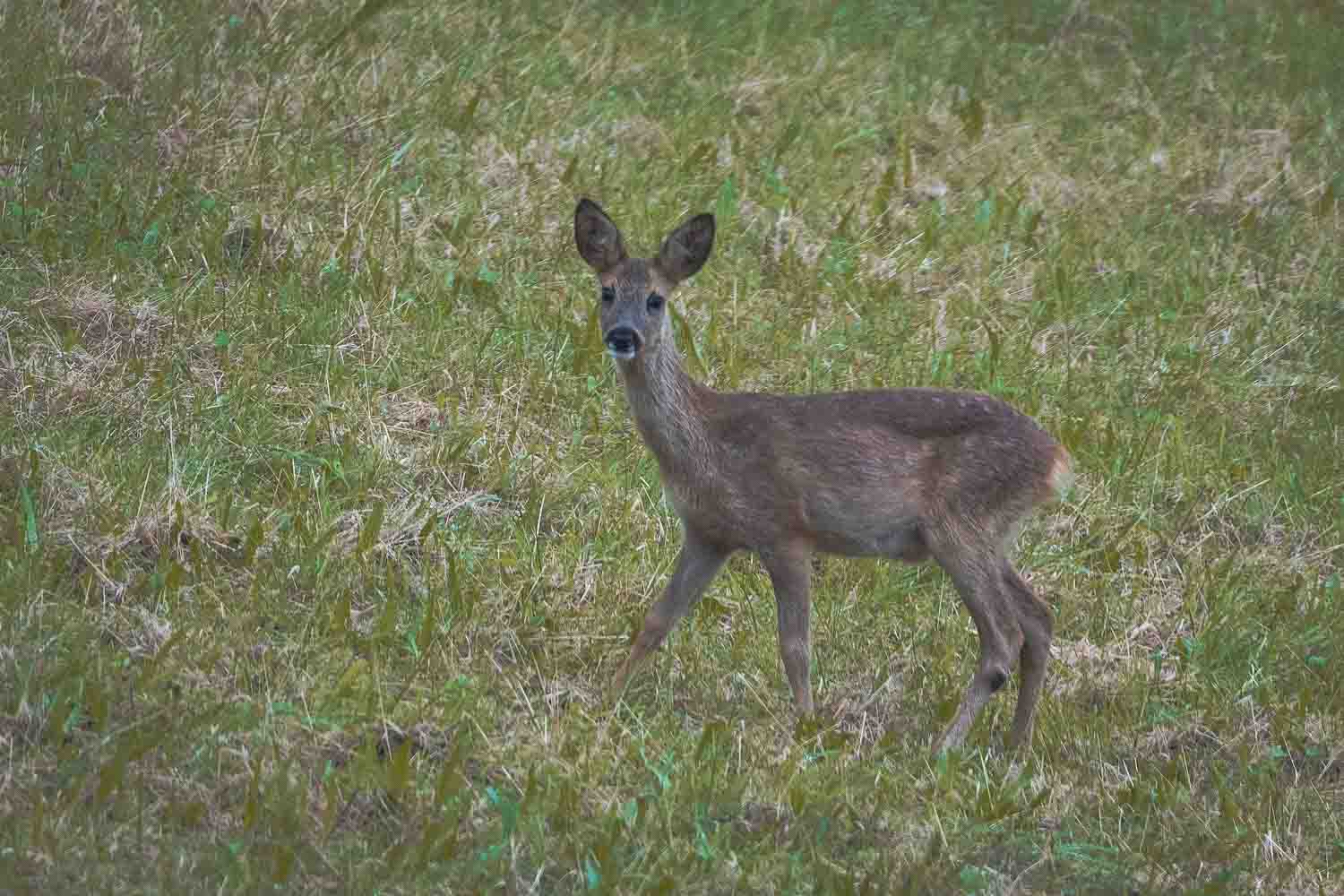 Reh in Steinberghaff