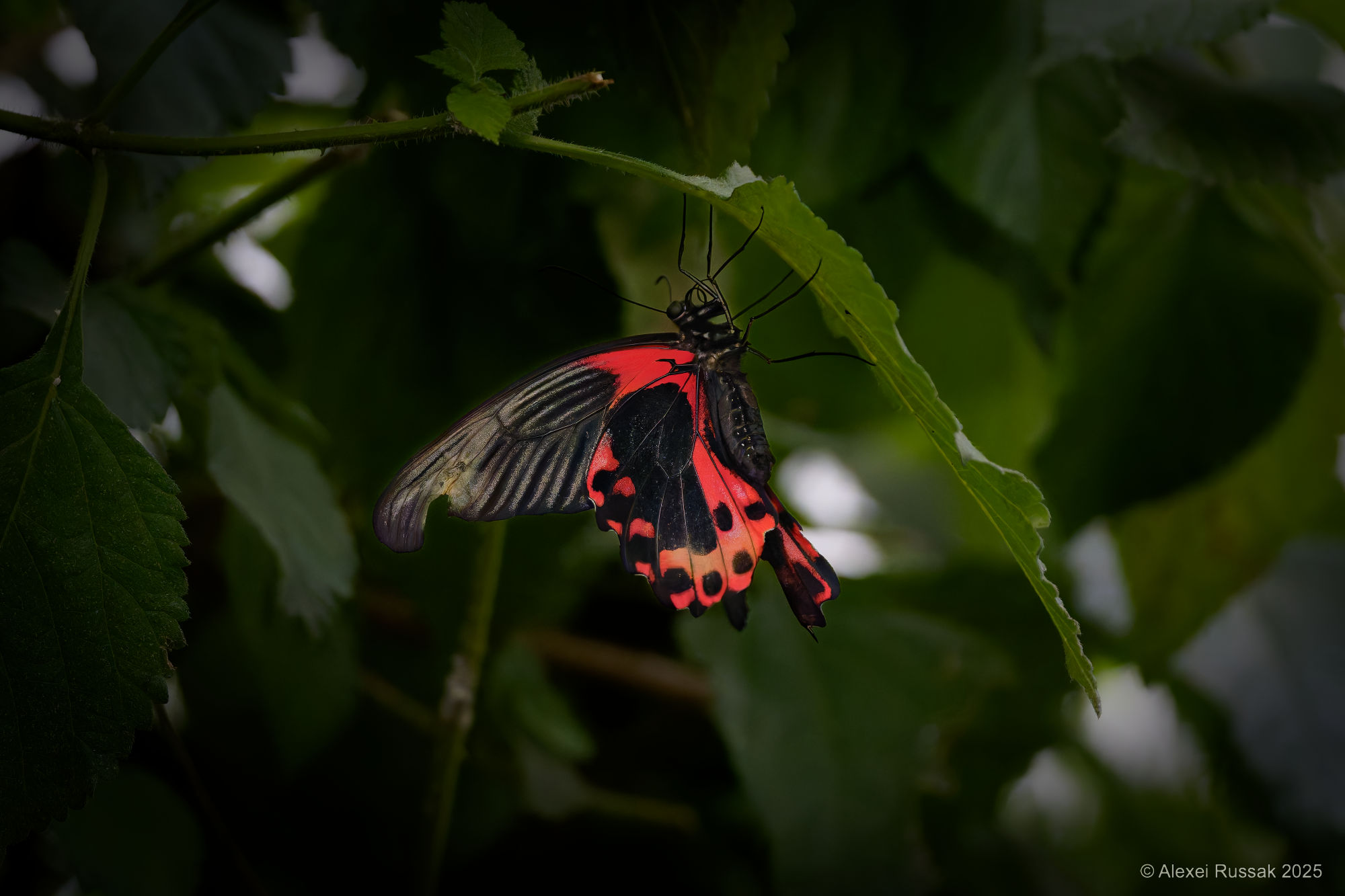 Roter Schmetterling