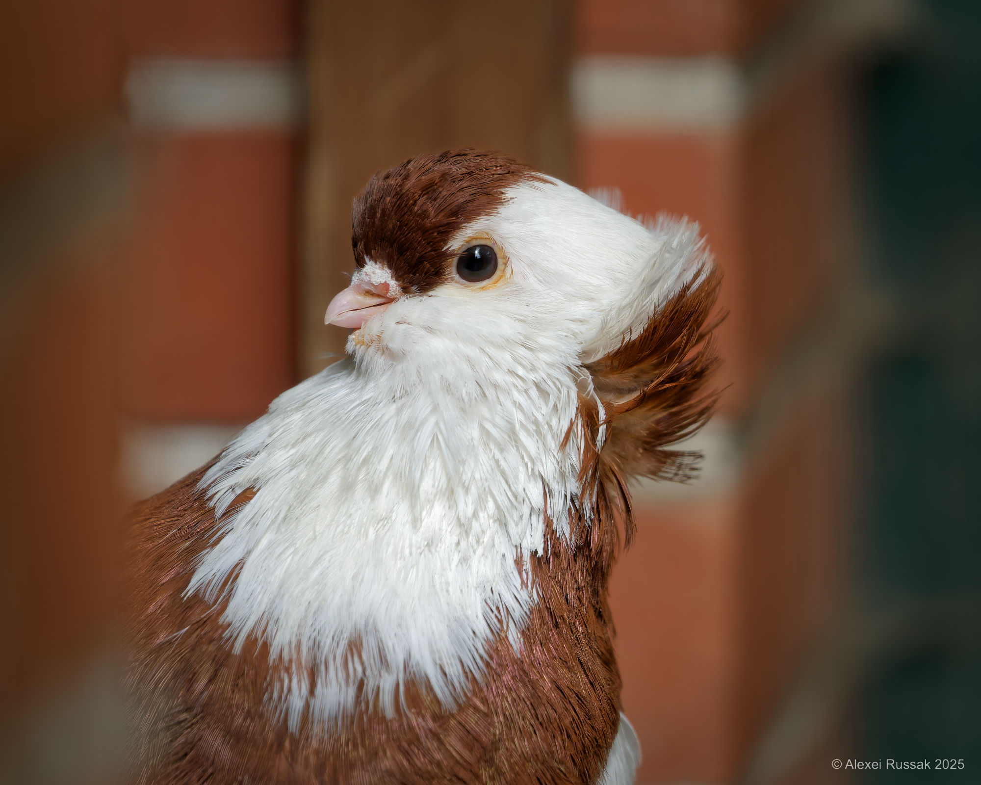 Oh, er ist schon da ...