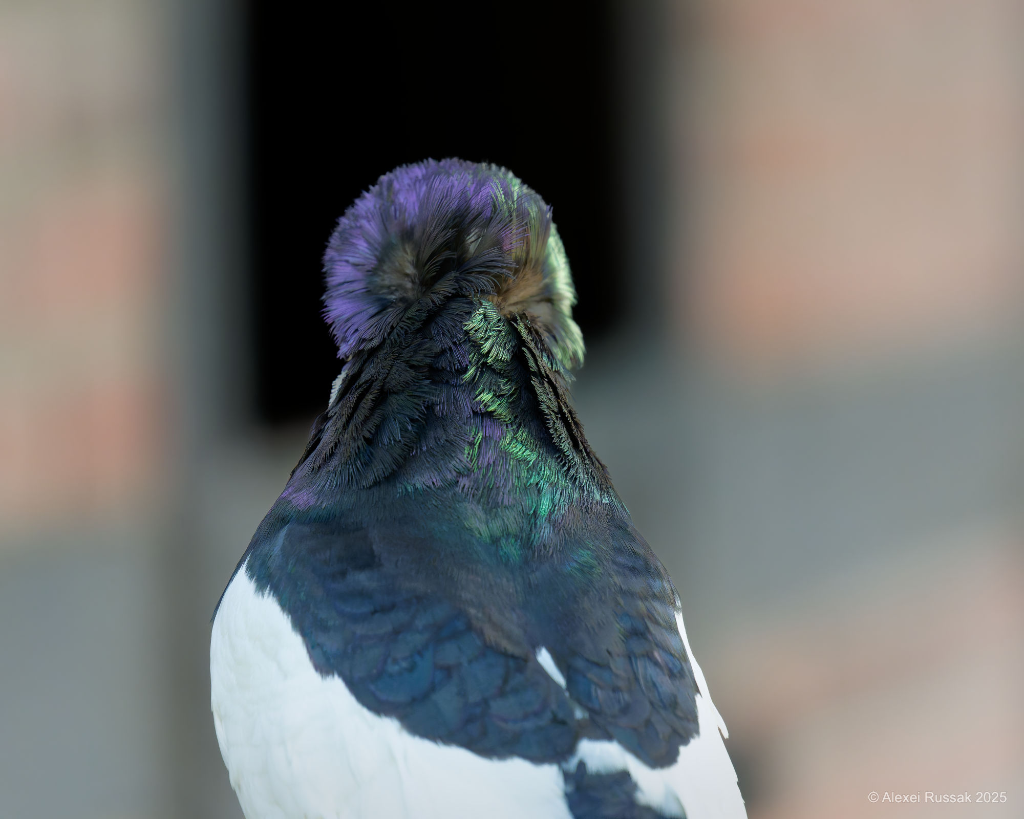 Das dauert mal wieder...