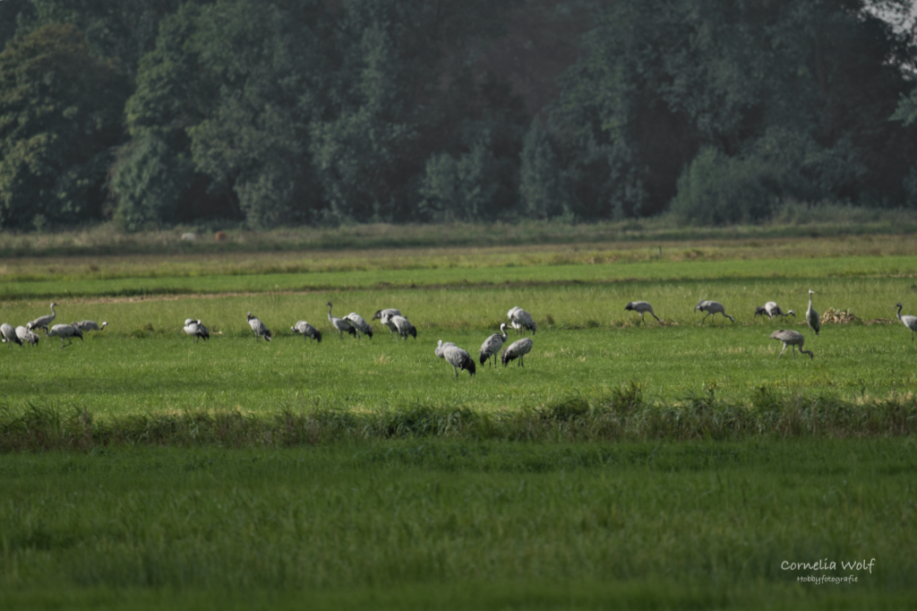 Kraniche sammeln sich