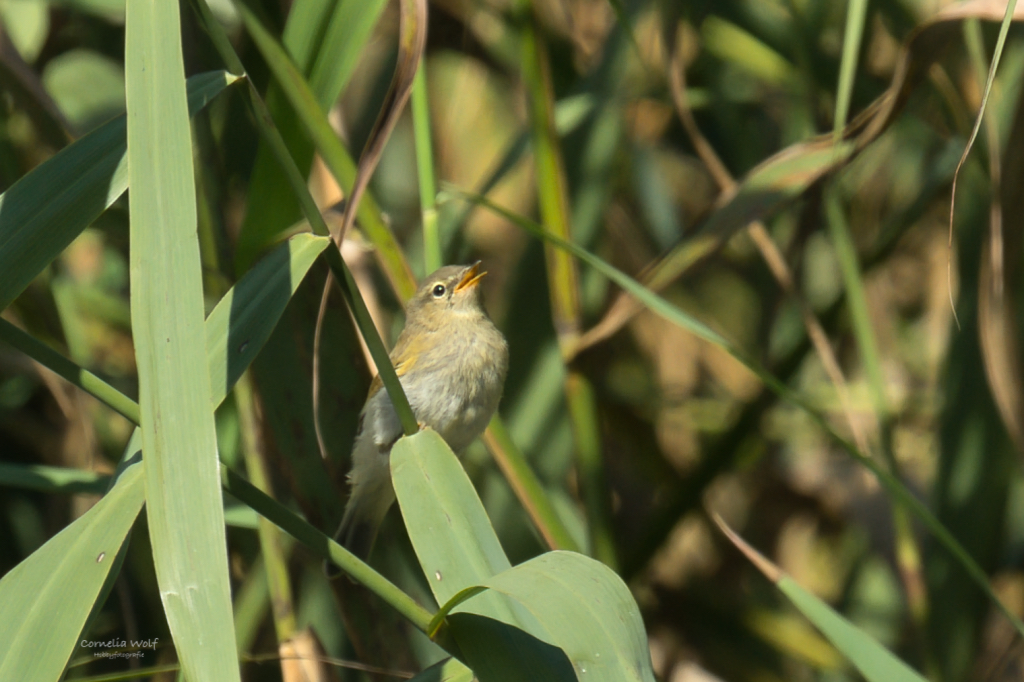 Zilpzalp an der Eider