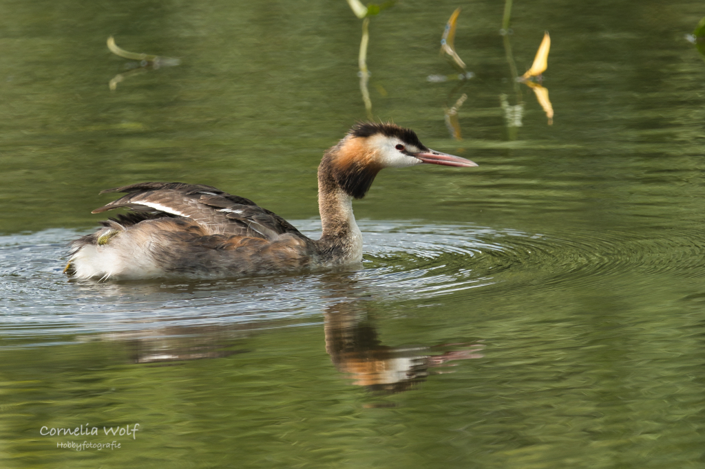Haubentaucher an der Eider
