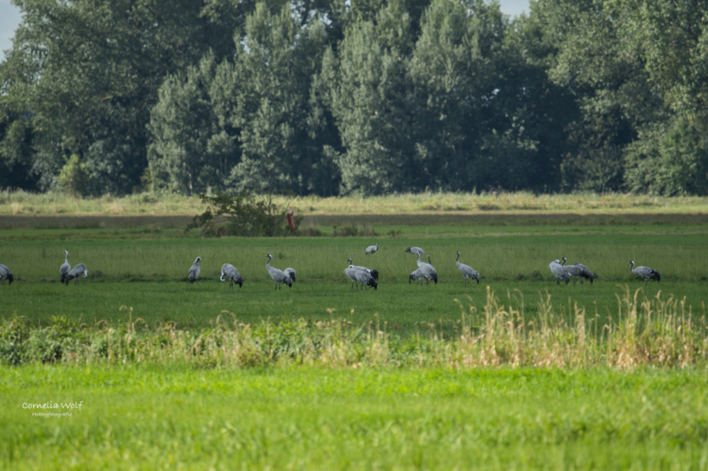 Kraniche sammeln sich im Umland