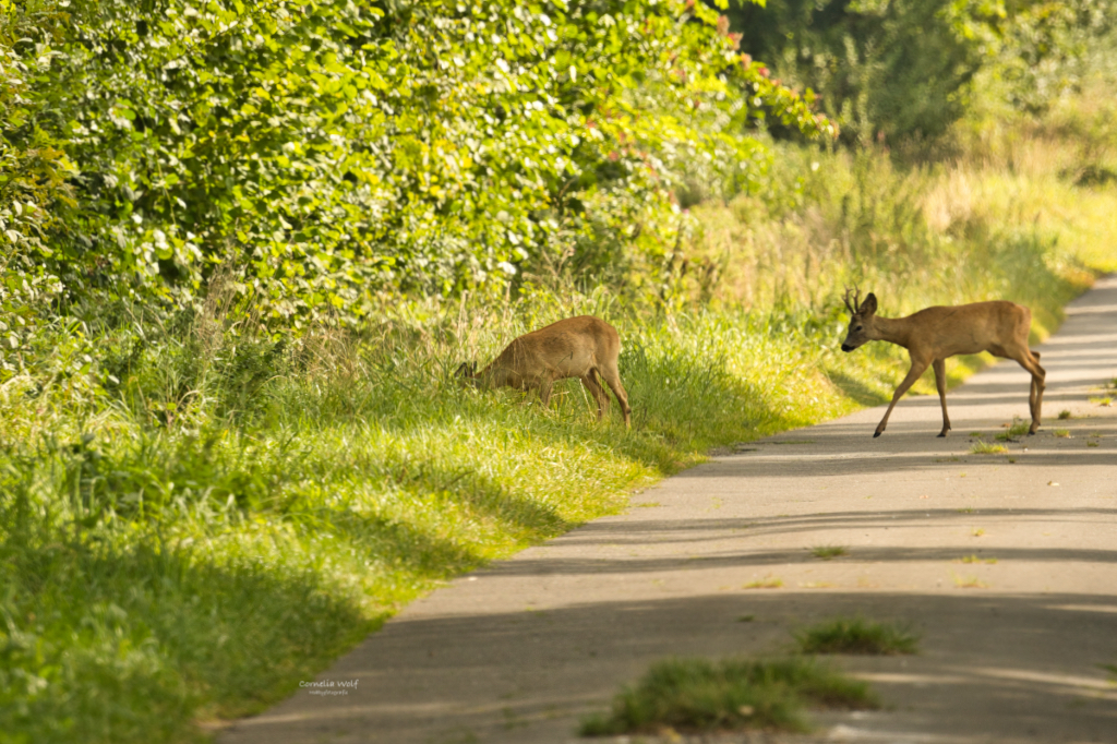 Da ist er ja, nun aber schnell bevor die mit der Knipse kommt