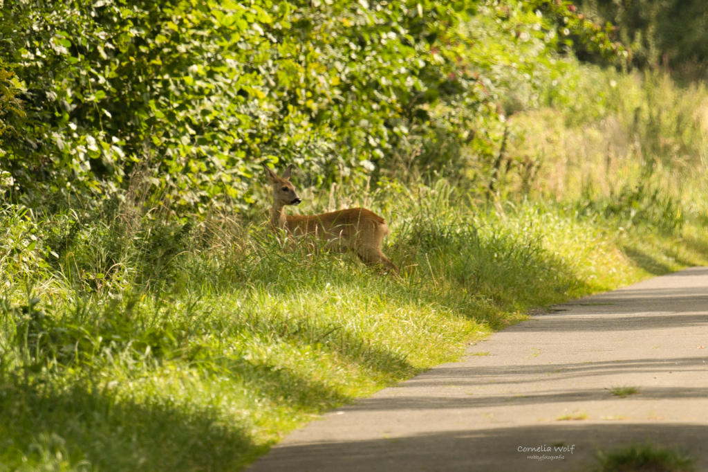 Wo bleibt er nur wieder