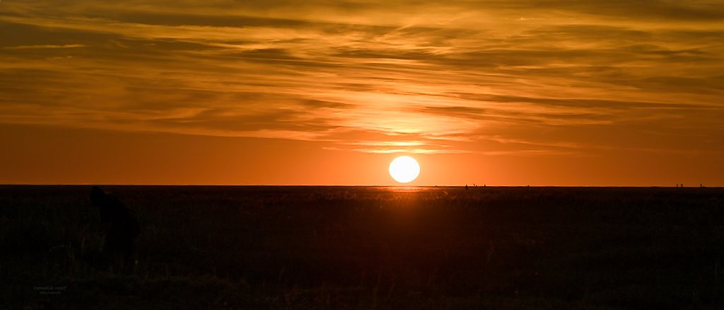 Sonnenuntergang über den Salzwiesen Westerhever