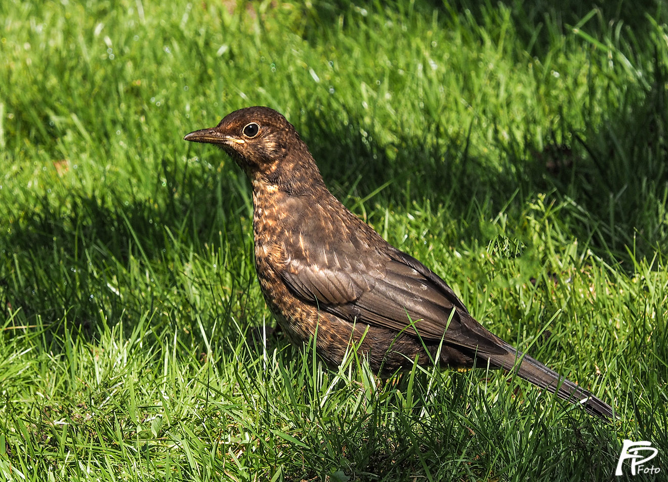Auf der Suche nach dem Wurm