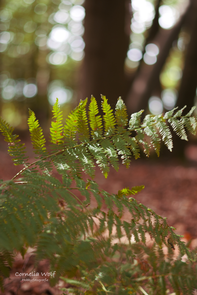 Farn im letzten Sonnenlicht