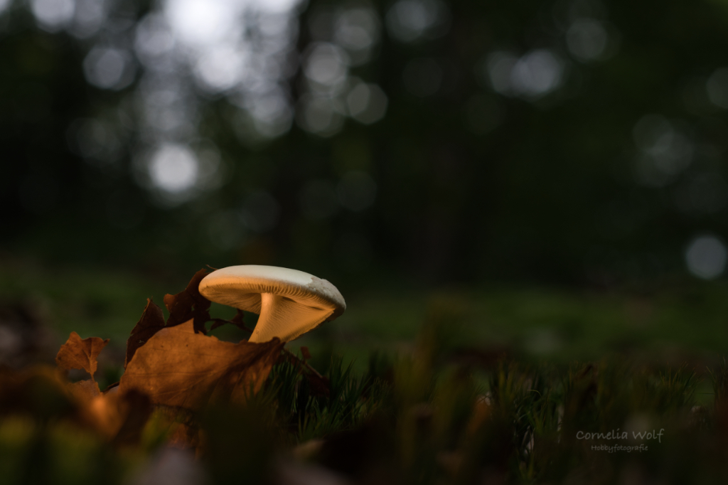 Pilz im letzten Sonnenlicht