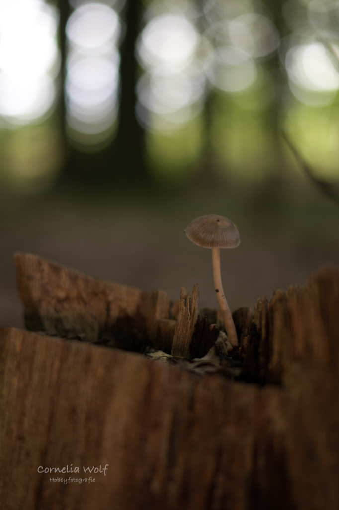 Winzling auf Baumstumpen