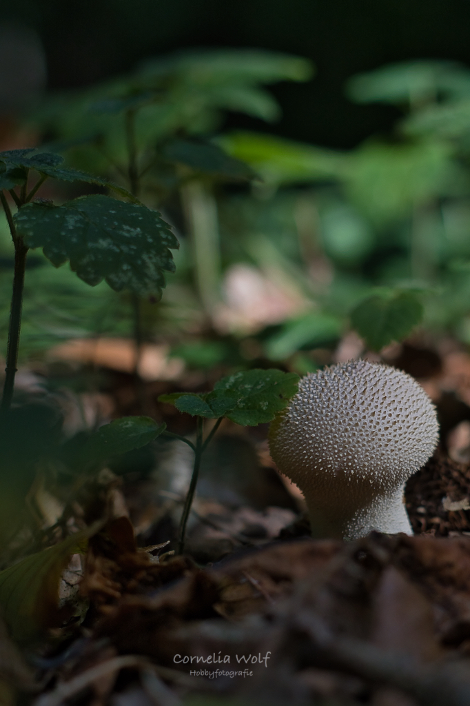 Eingebettet in Laub und Pflanze