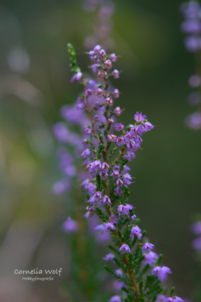 Heideblüte im Loher Wald