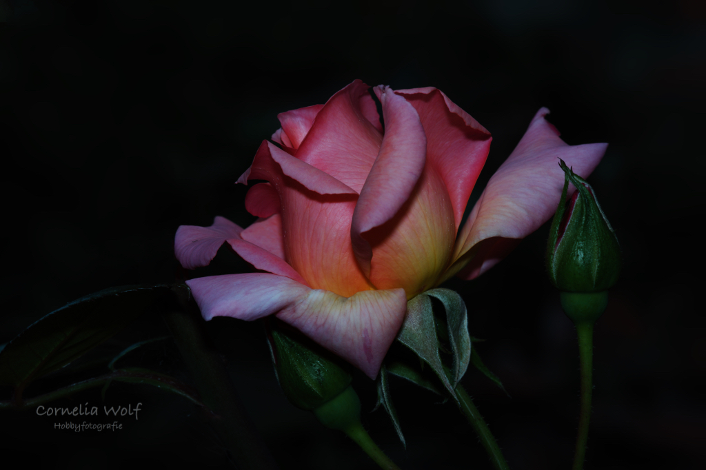 Eine der letzten Rosenblüten