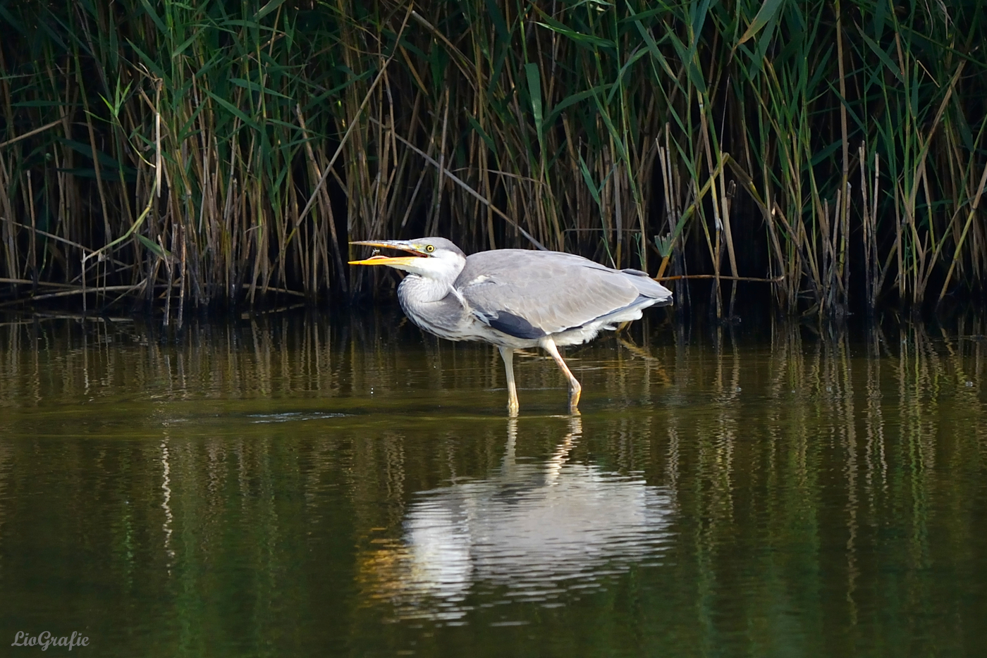 Graureier beim fressen