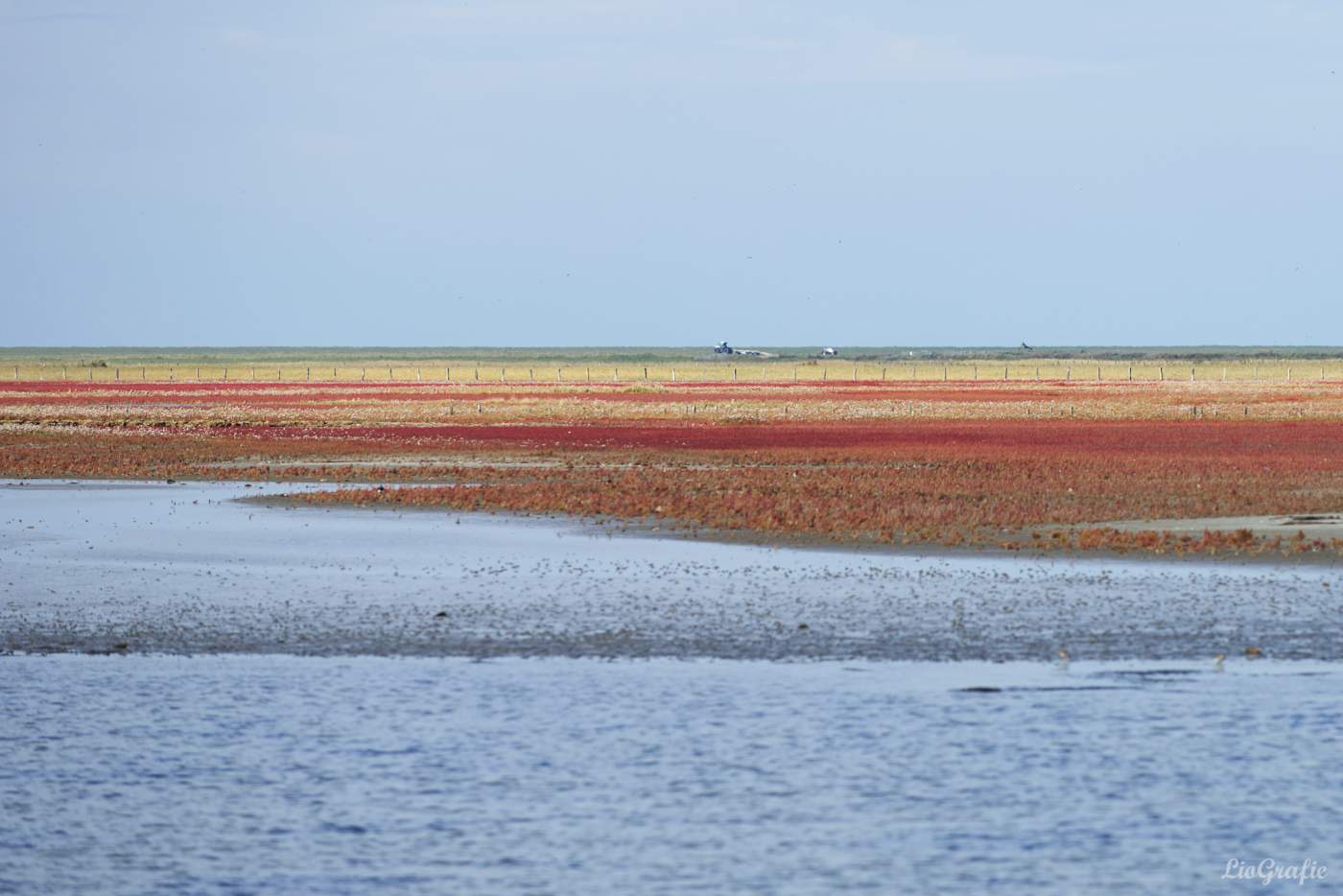 Blühende Salzwiesen.