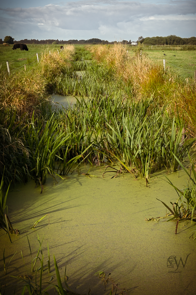 Naturschutzgebiet Delve