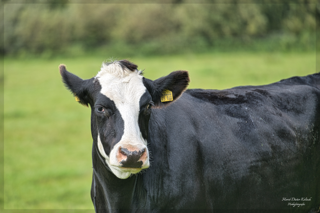 Ahrenviölfelder Westermoor